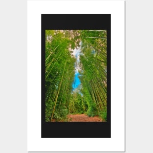 Bamboo Keyhole Forest Posters and Art